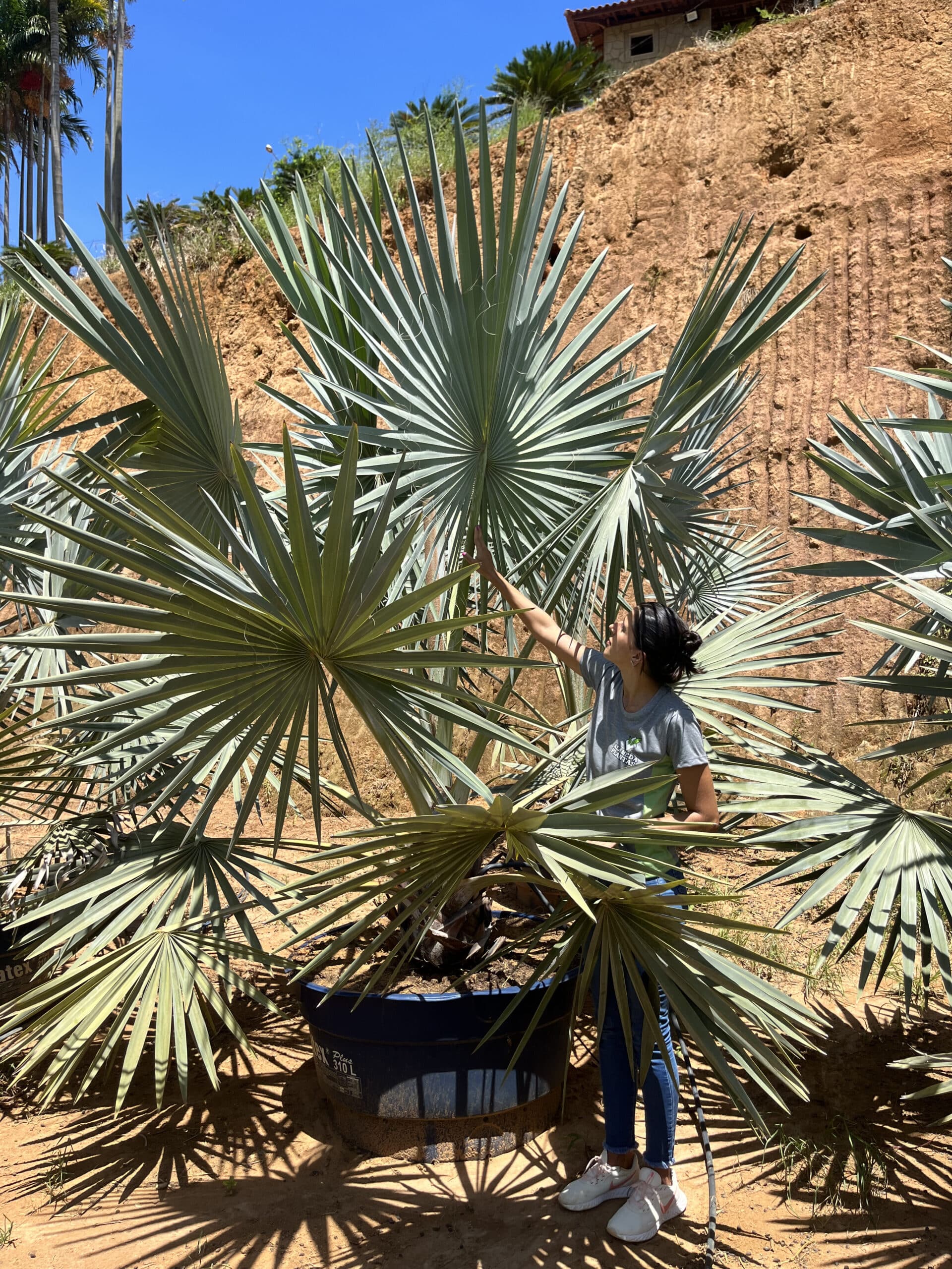 Bismarckia Nobilis palmeira Azul Vismarck