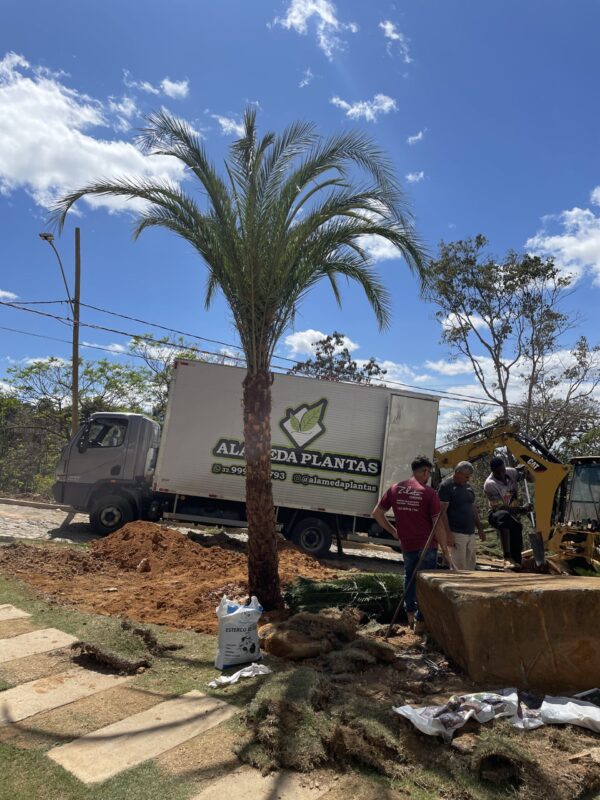 Tamareira Canariense