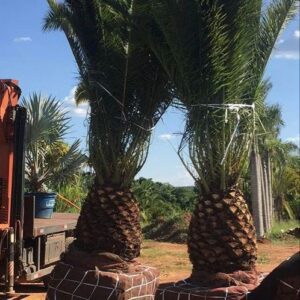 Tamareira Canariense