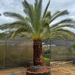 Tamareira Canariense