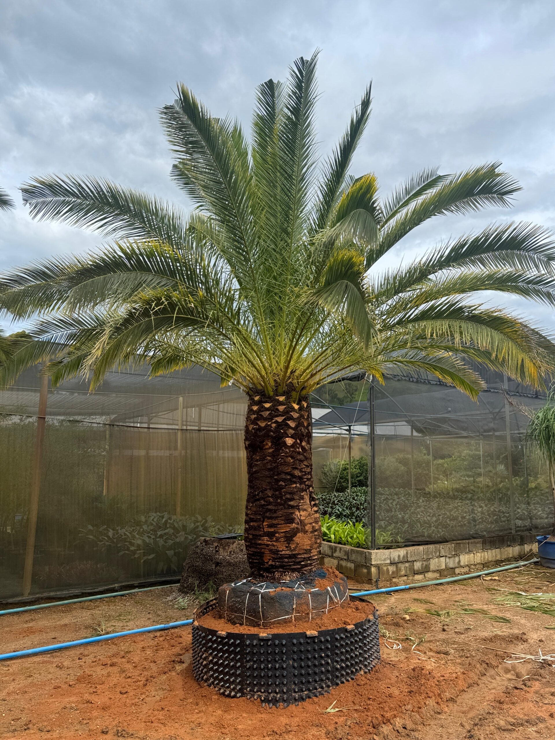 Tamareira Canariense