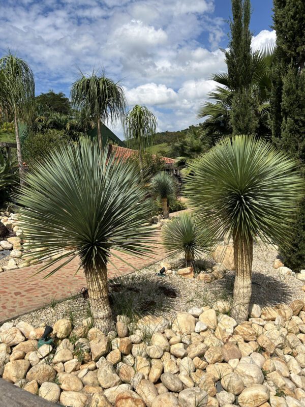 Yucca rostrata