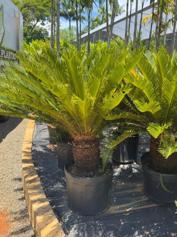 Cycas revoluta - Image 2