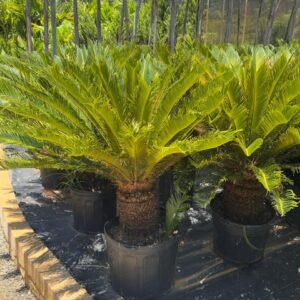 Cycas revoluta