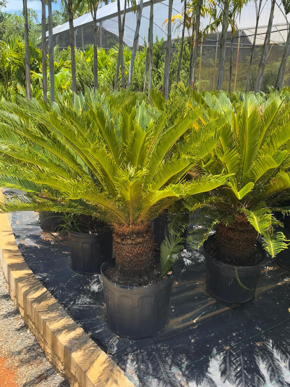 Cycas revoluta