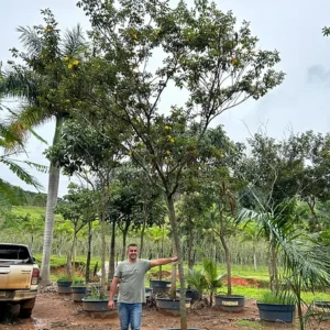 Beleza e Sofisticação para o Seu Jardim O ipê branco é uma das árvores mais encantadoras da flora brasileira, conhecido por sua floração espetacular que transforma paisagens com uma delicada coloração branca. Essa árvore, nativa do Brasil, é perfeita para quem deseja trazer um toque de elegância e um vínculo com a natureza para o seu espaço. Características do Ipê Branco ● Altura: Pode atingir de 7 a 16 metros, dependendo das condições de cultivo, tornando-se imponente e marcante na paisagem. 🌳 🌳 ● Flores: Pequenas, delicadas e de cor branca, surgem em abundância durante o outono e inverno, criando um visual deslumbrante. ● Folhas: Verdes e compostas, são discretas e harmonizam perfeitamente com o destaque das flores. ● Resistência: Adaptável a climas variados, o ipê branco é resistente à seca e prospera bem em solos bem drenados. Explore nosso catálogo e adquira o seu ipê branco hoje mesmo. Transforme seu espaço com a magia dessa árvore encantadora!