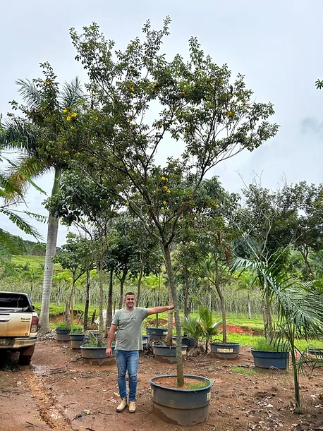 Beleza e Sofisticação para o Seu Jardim O ipê branco é uma das árvores mais encantadoras da flora brasileira, conhecido por sua floração espetacular que transforma paisagens com uma delicada coloração branca. Essa árvore, nativa do Brasil, é perfeita para quem deseja trazer um toque de elegância e um vínculo com a natureza para o seu espaço. Características do Ipê Branco ● Altura: Pode atingir de 7 a 16 metros, dependendo das condições de cultivo, tornando-se imponente e marcante na paisagem. 🌳 🌳 ● Flores: Pequenas, delicadas e de cor branca, surgem em abundância durante o outono e inverno, criando um visual deslumbrante. ● Folhas: Verdes e compostas, são discretas e harmonizam perfeitamente com o destaque das flores. ● Resistência: Adaptável a climas variados, o ipê branco é resistente à seca e prospera bem em solos bem drenados. Explore nosso catálogo e adquira o seu ipê branco hoje mesmo. Transforme seu espaço com a magia dessa árvore encantadora!