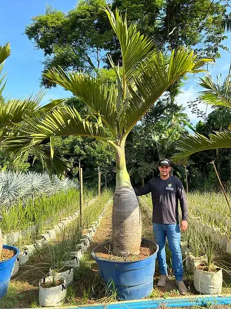 palmeira garrafão