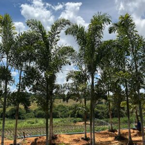 Palmeira Rabo de Raposa