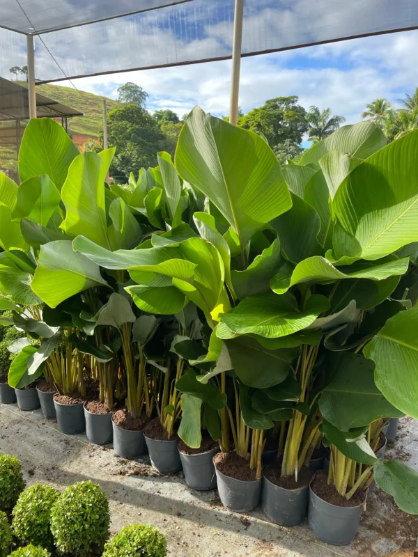 Maranta Charuto