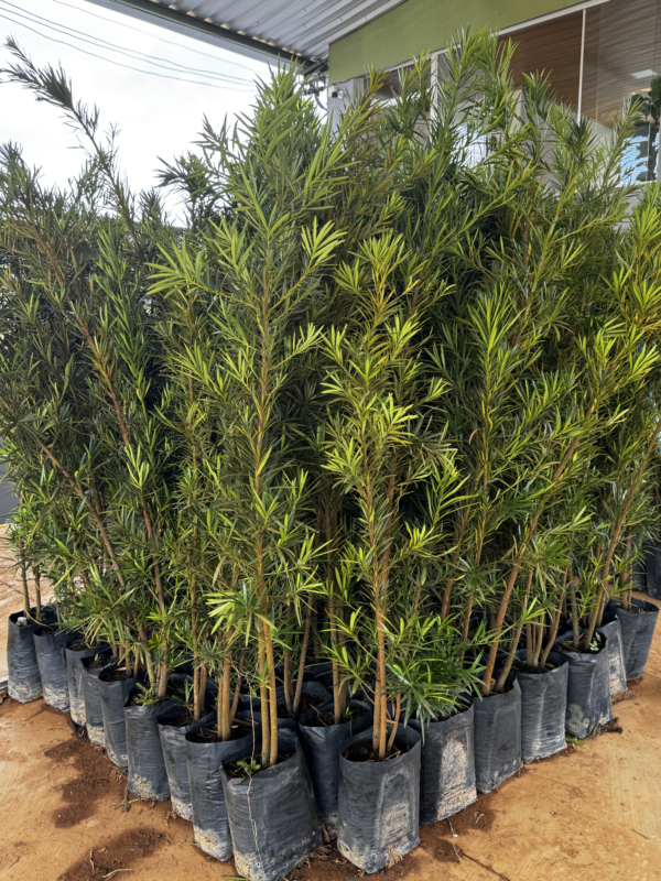 Podocarpus